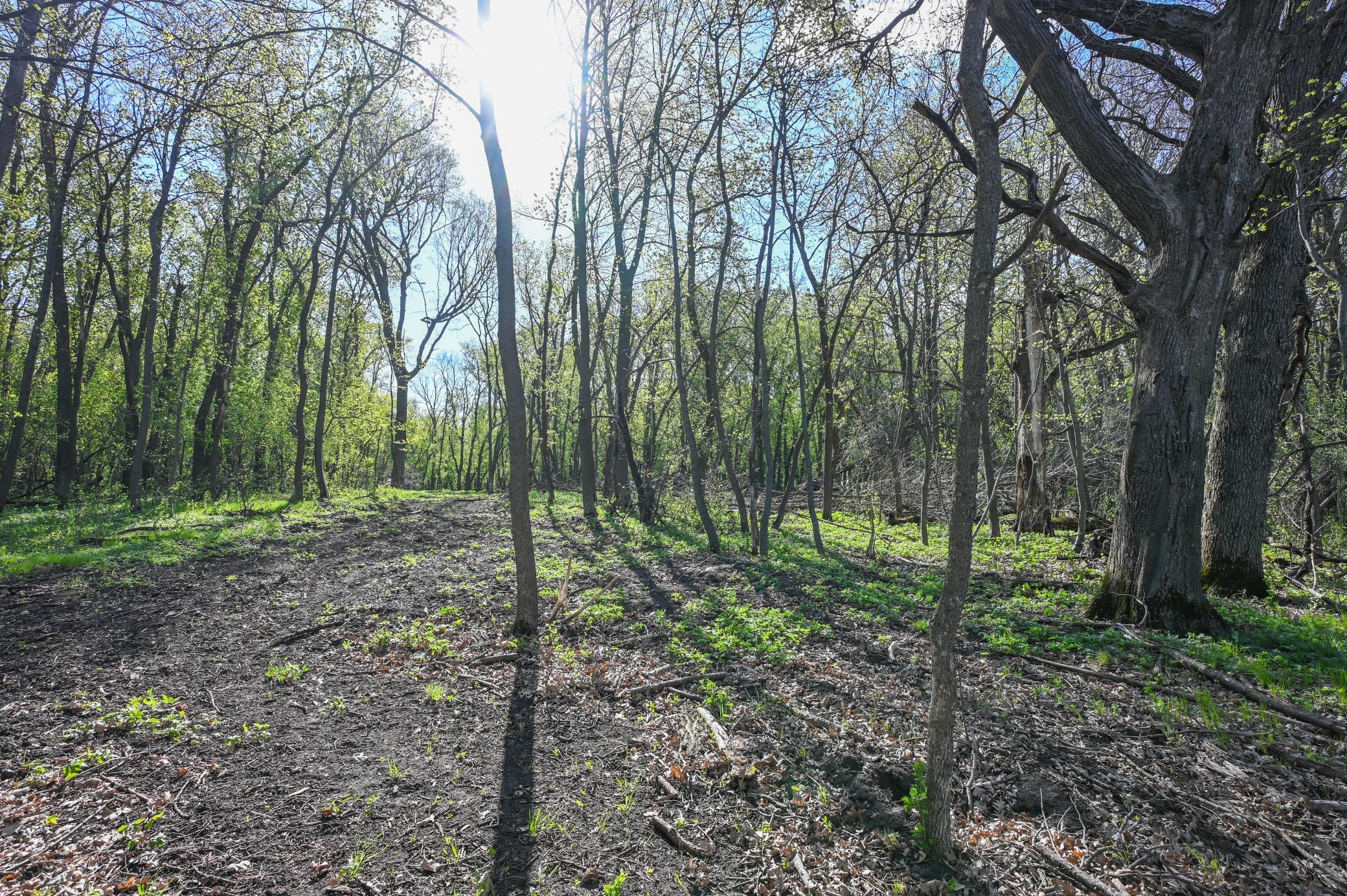 Photo 4 of Land for sale at 11115 350th Avenue, Farwell, MN 56327 | MLS# 7042475 | Listing updated on 2026-09-21