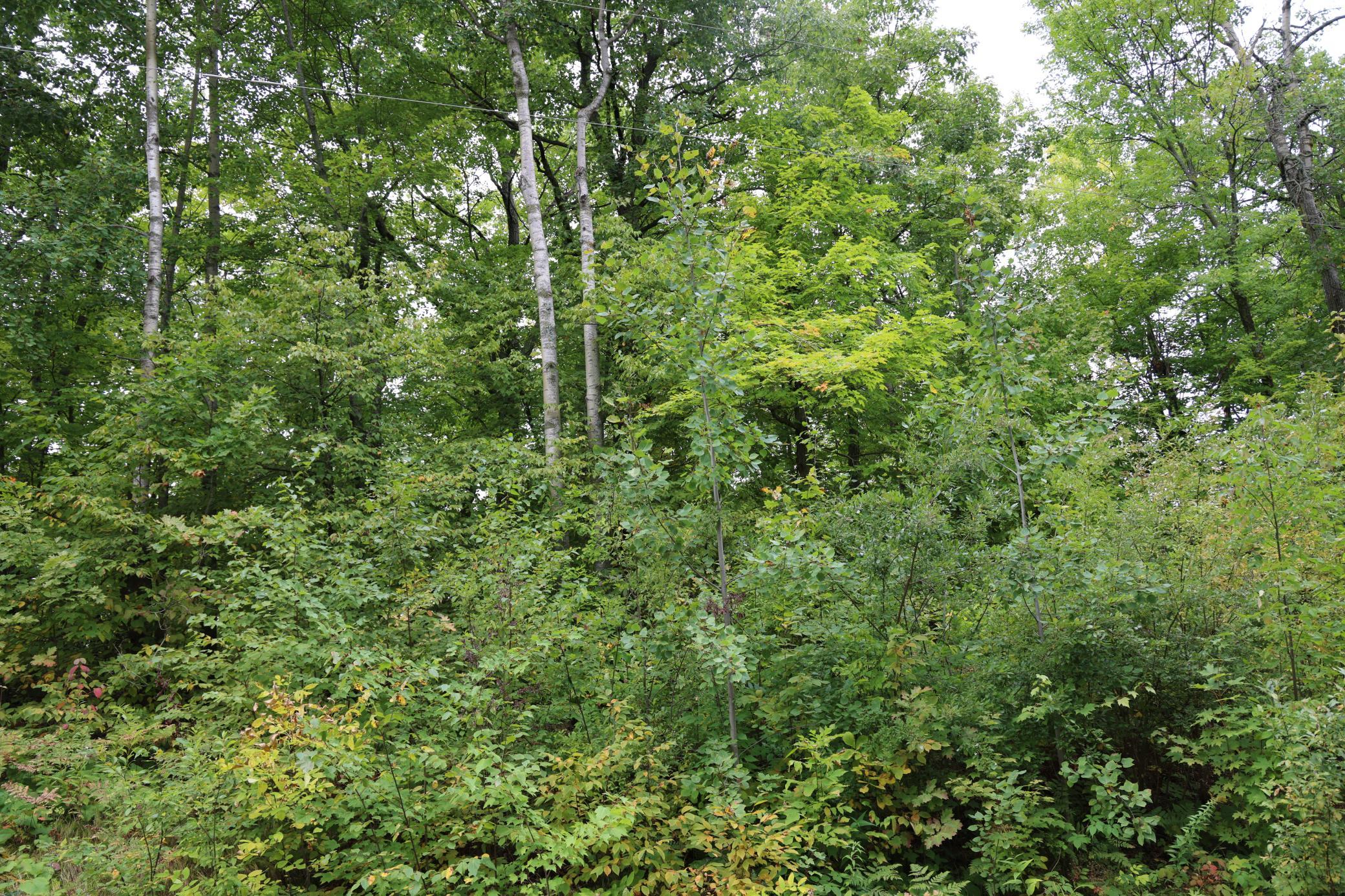 Photo 3 of Land for sale at 468xx Sugarbrush Cir, Garrison, MN 56450 | MLS# 7146603 | Listing updated on 2026-09-21