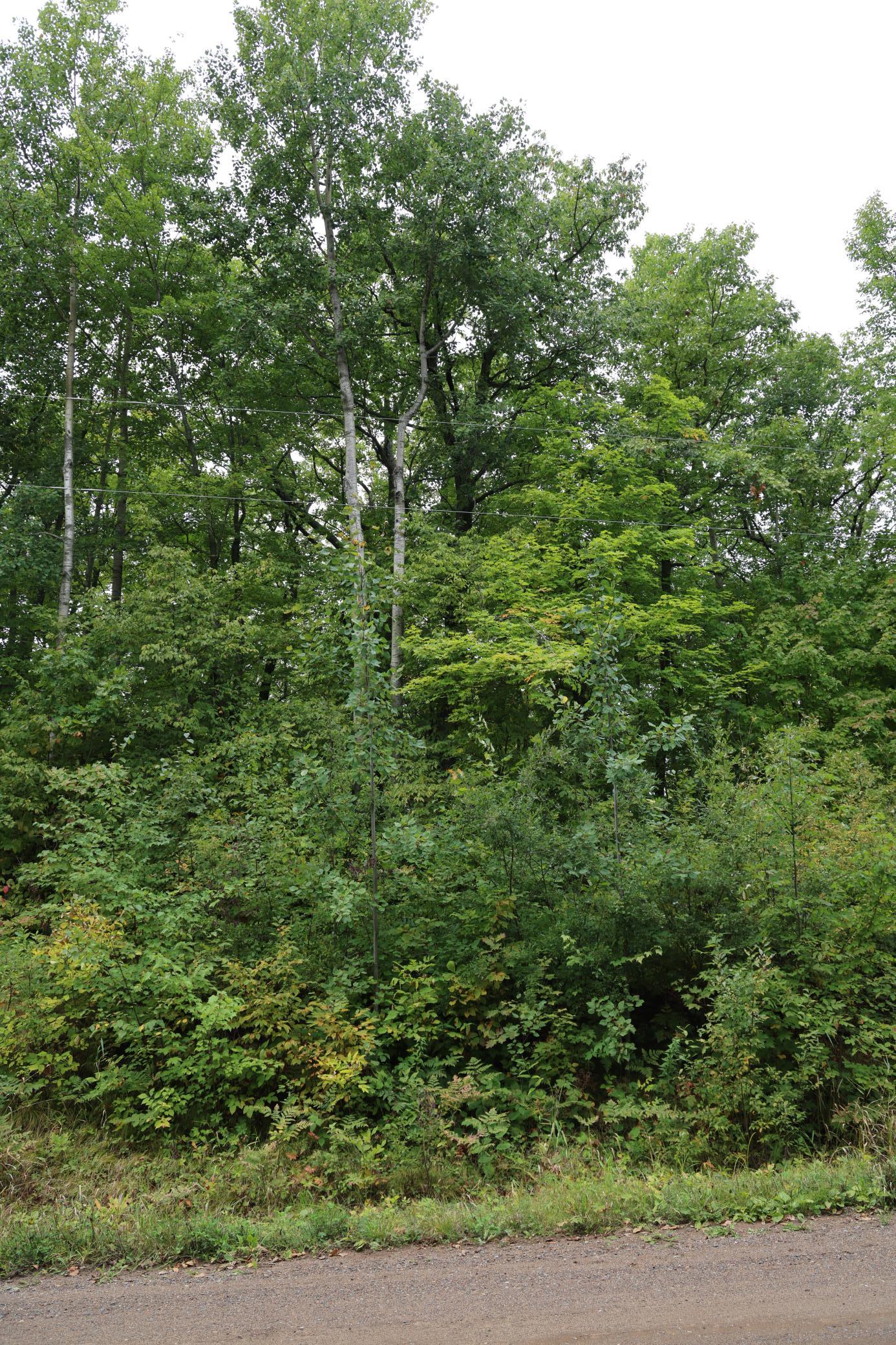 Photo 3 of Land for sale at 468xx Sugarbrush Cir, Garrison, MN 56450 | MLS# 7146603 | Listing updated on 2026-09-21