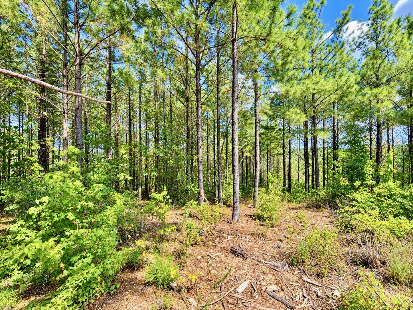 Photo 2 of Land for sale at 376 Fox Ridge Dr, Linden, TN 37096 | MLS# 3546027 | Listing updated on 2026-09-21