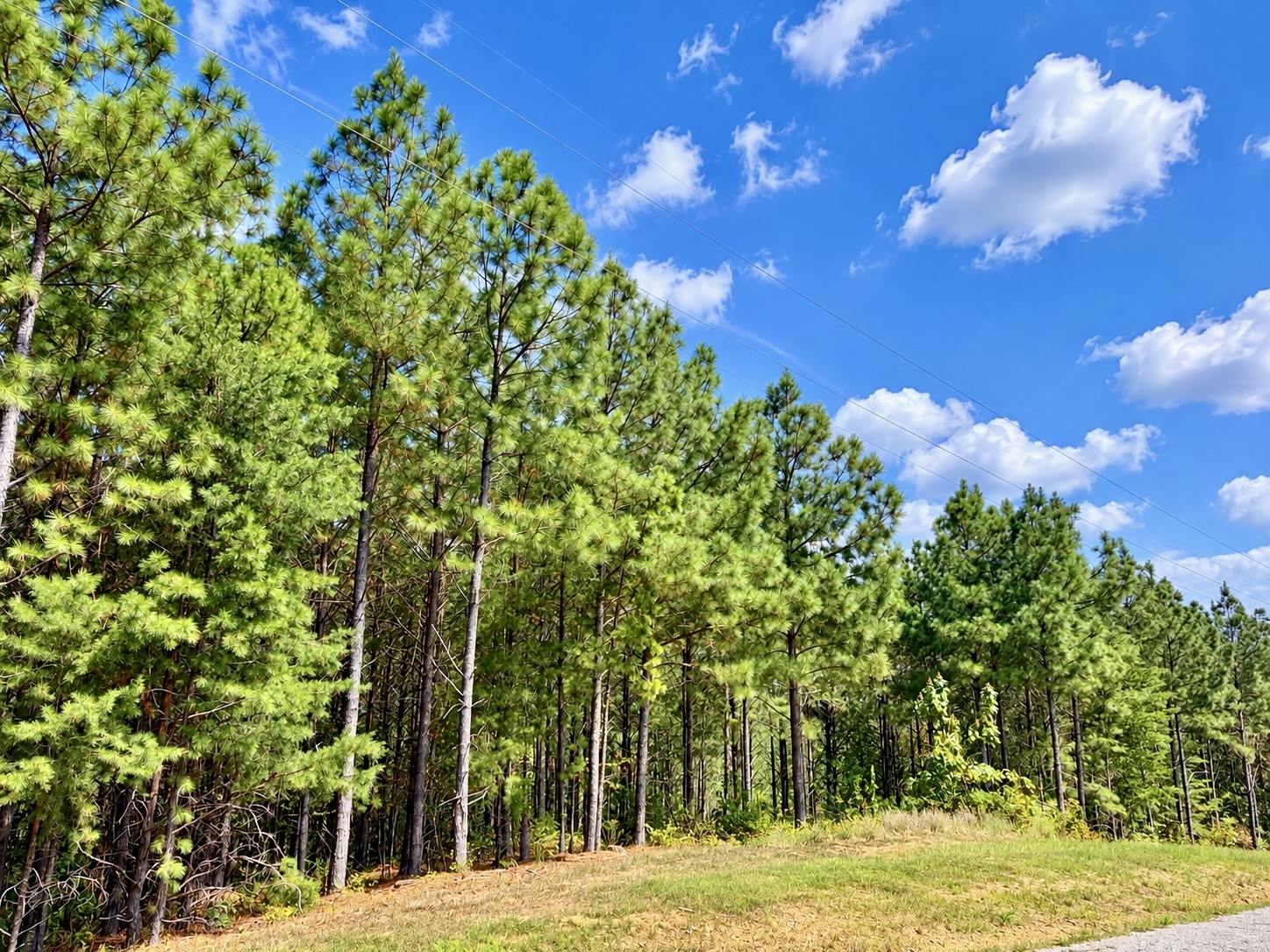 Photo 4 of Land for sale at 376 Fox Ridge Dr, Linden, TN 37096 | MLS# 3546027 | Listing updated on 2026-09-21