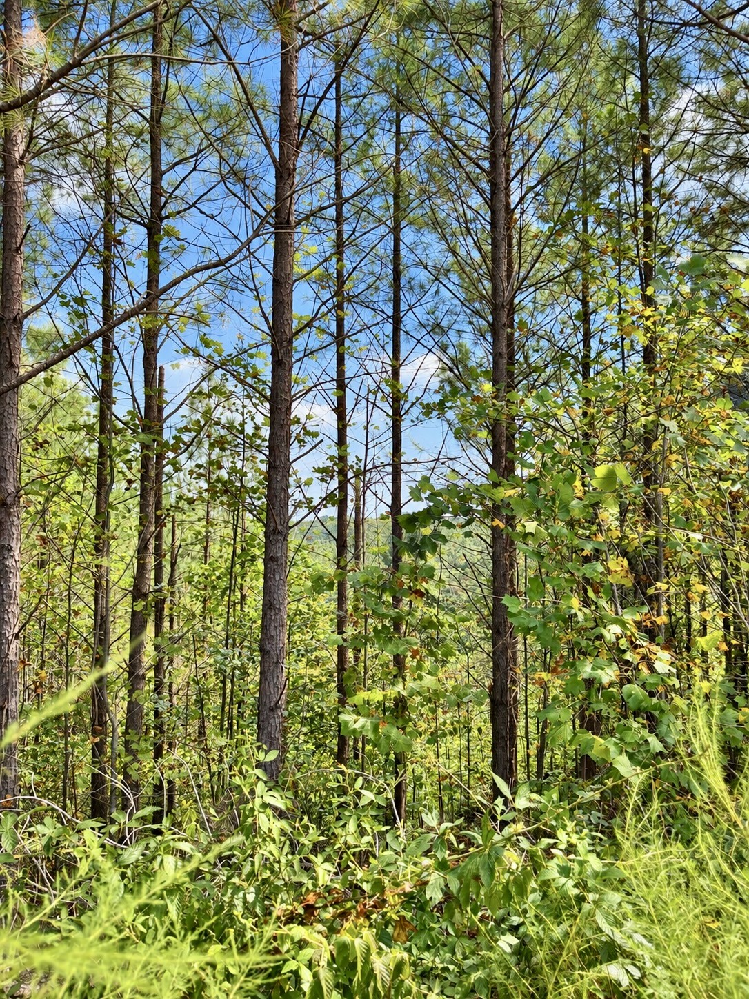 Photo 3 of Land for sale at 376 Fox Ridge Dr, Linden, TN 37096 | MLS# 3546027 | Listing updated on 2026-09-21