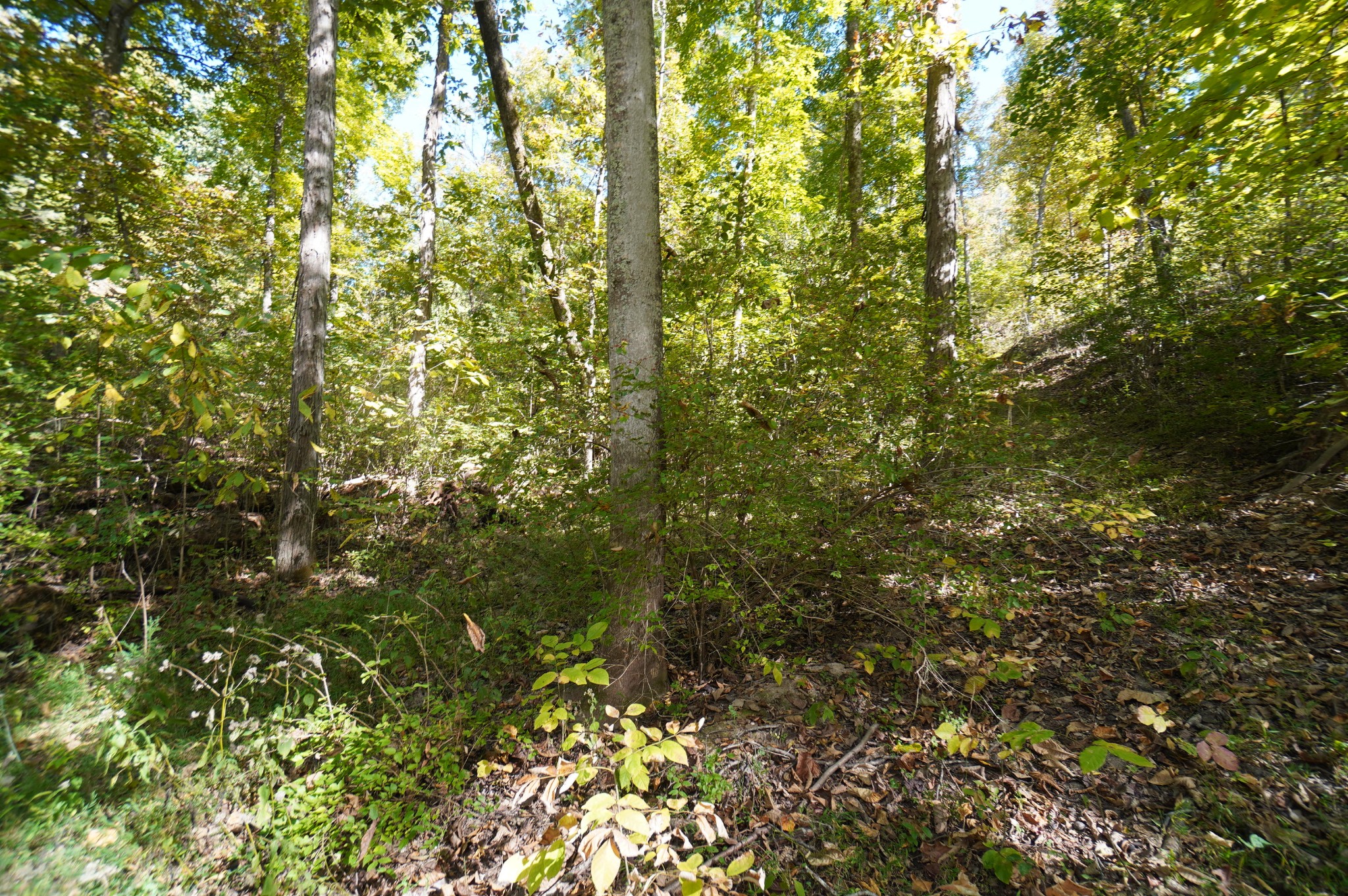 Photo 4 of Land for sale at 0 Brotherton Rd, Jefferson City, TN 37760 | MLS# 3626592 | Listing updated on 2026-10-25