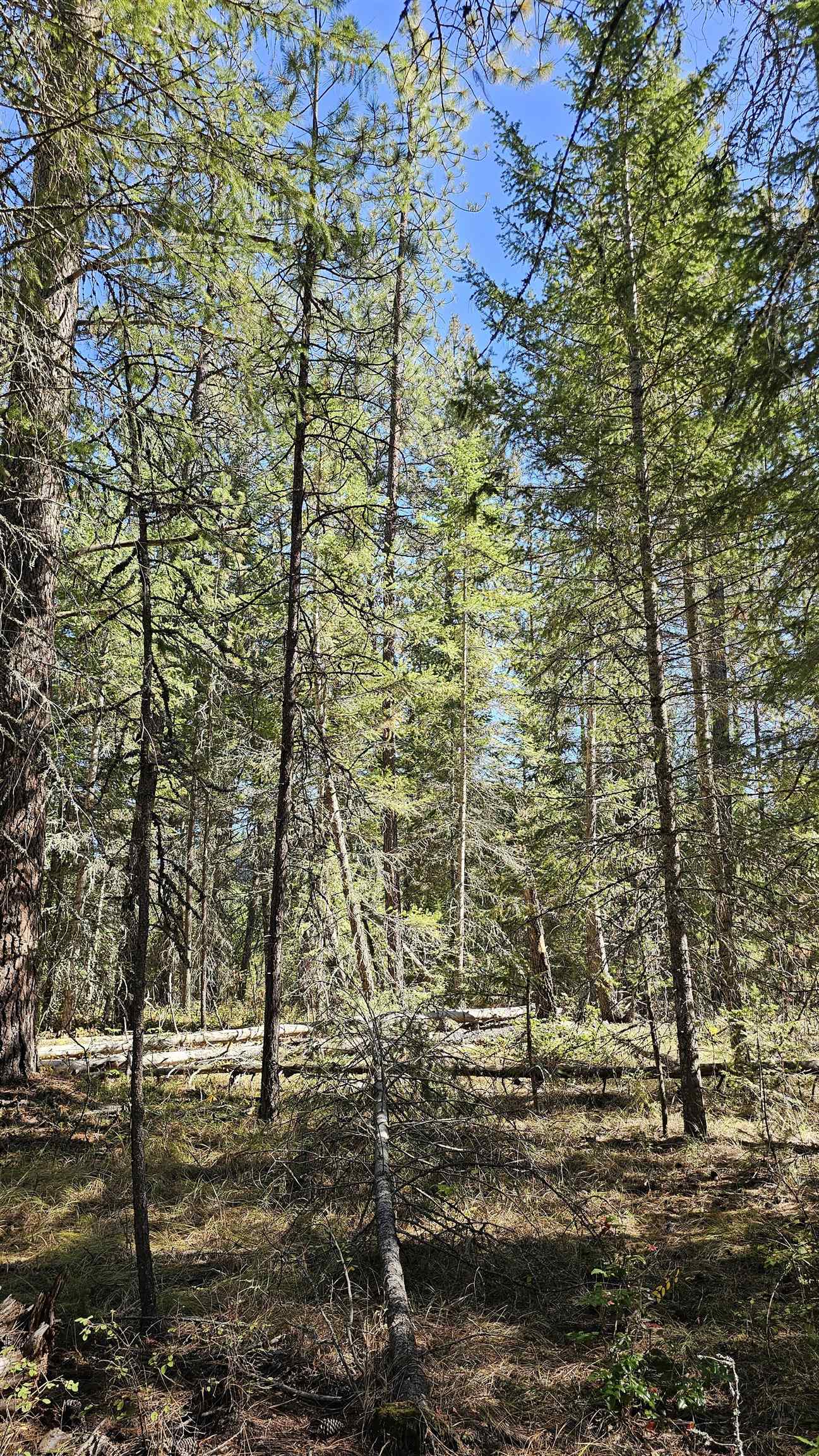 Photo 4 of Land for sale at 385x Agar Rd, Loon Lake, WA 99148 | MLS# 202624571 | Listing updated on 2026-09-21