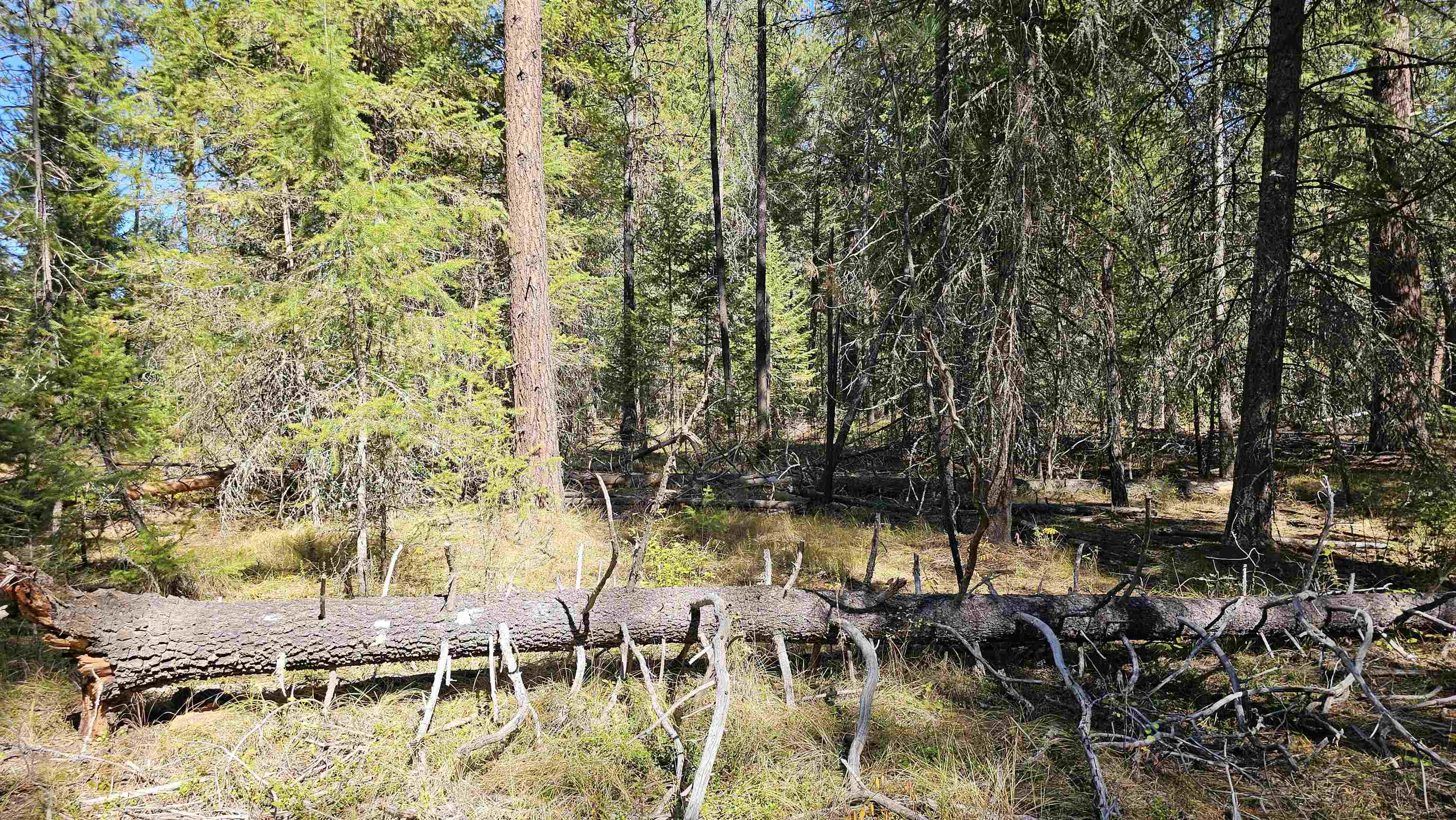 Photo 3 of Land for sale at 385x Agar Rd, Loon Lake, WA 99148 | MLS# 202624571 | Listing updated on 2026-09-21