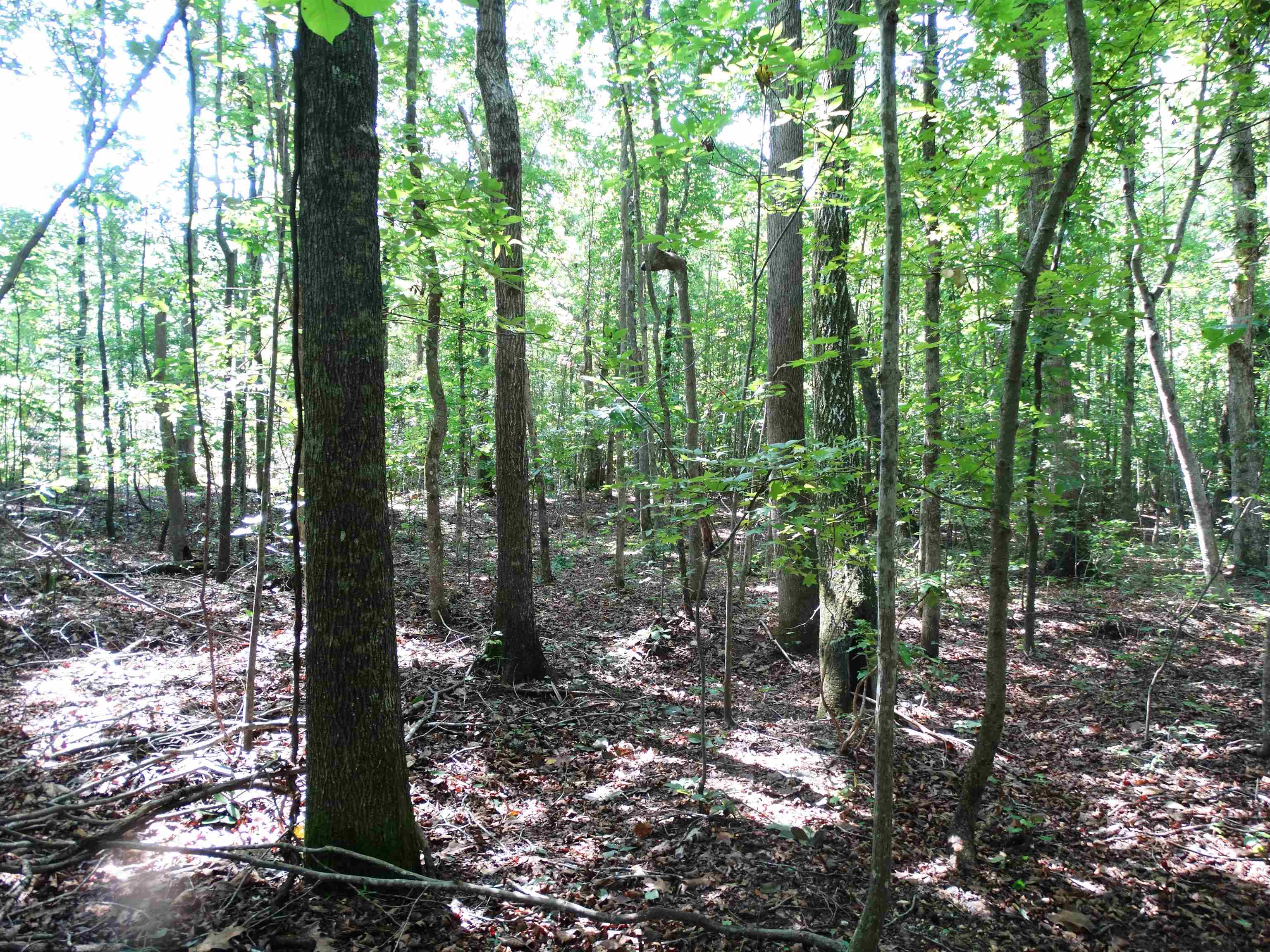 Photo 3 of Sale Pending at 76 Tanyard Rd, Greenville, SC 29609 | MLS# SPN340631 | Listing updated on 2026-09-21