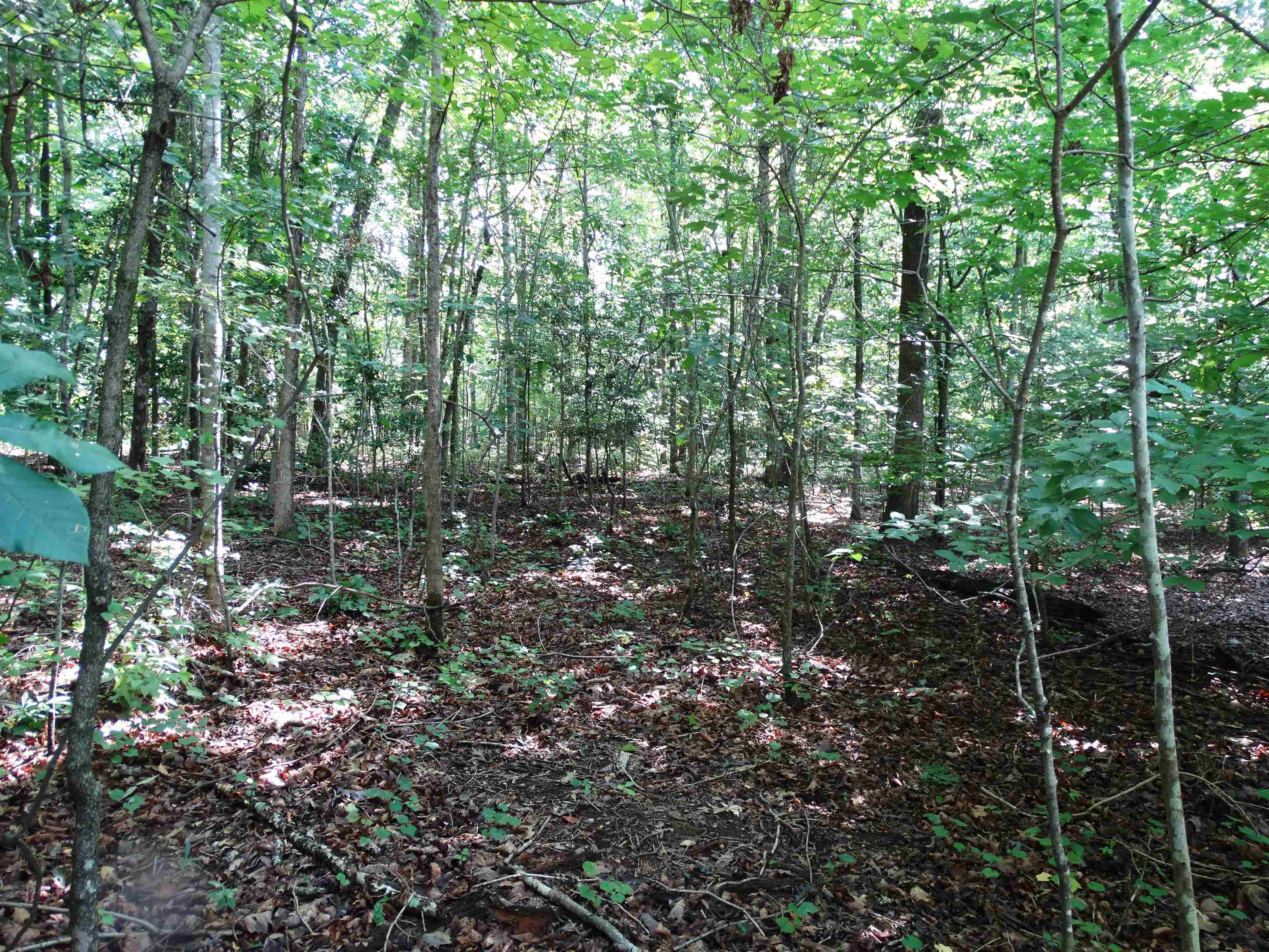 Photo 4 of Sale Pending at 76 Tanyard Rd, Greenville, SC 29609 | MLS# SPN340631 | Listing updated on 2026-09-21