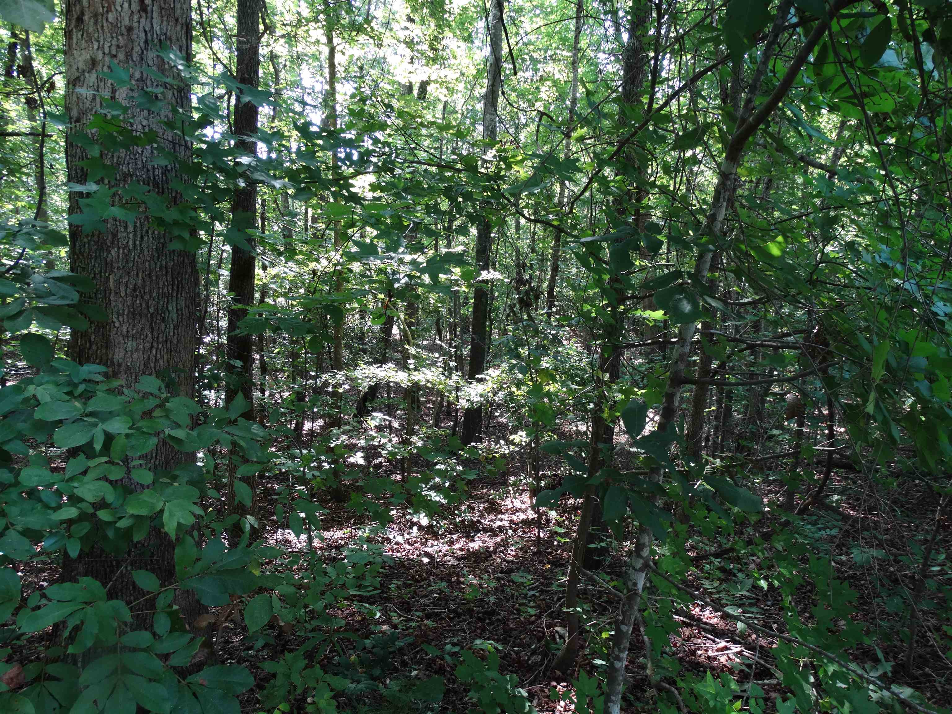 Photo 3 of Sale Pending at 76 Tanyard Rd, Greenville, SC 29609 | MLS# SPN340631 | Listing updated on 2026-09-21